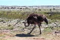 Ostriches at the Cape Peninsula in South Africa