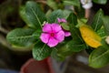 Cape periwinkle flower or Madagascar Periwinkle plant pink red flower