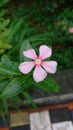 Cape periwinkle with rain droplets