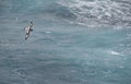 Cape Petrel Royalty Free Stock Photo