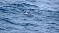 Cape petrel in Antarctica