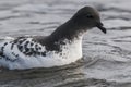 Cape Petrel, Antartic bird, AntÃÂ¡rtica Royalty Free Stock Photo