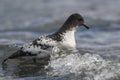 Cape Petrel, Antartic bird, AntÃÂ¡rtica Royalty Free Stock Photo