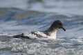 Cape Petrel, Antartic bird, AntÃÂ¡rtica Royalty Free Stock Photo