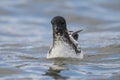 Cape Petrel, Antartic bird, Royalty Free Stock Photo