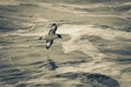 Cape Petrel, , AntÃÂ¡rtica Royalty Free Stock Photo