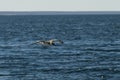 Cape Petrel, Antartic bird, AntÃÂ¡rtica