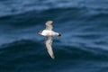 Cape Petrel, Antartic bird, AntÃÂ¡rtica