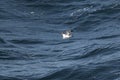 Cape Petrel, Antartic bird, AntÃÂ¡rtica Royalty Free Stock Photo