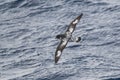 Cape Petrel, Antartic bird, AntÃÂ¡rtica Royalty Free Stock Photo