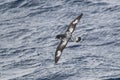 Cape Petrel, Antartic bird, AntÃÂ¡rtica