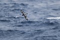 Cape Petrel, Antartic bird, AntÃÂ¡rtica