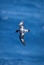 Cape petrel banks over ocean in sunshine