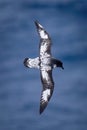 Cape petrel banks with wings held vertically Royalty Free Stock Photo