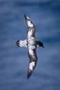 Cape petrel banks with wings held vertically