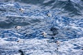 Cape petrel bird fly over the Antarctic Ocean