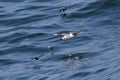 Cape petrel flying over the ocean