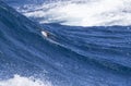 Cape Petrel, Daption capense australe