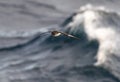 Cape Petrel, Daption capense australe