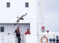 Cape Petrel, Daption capense australe