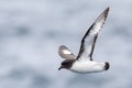 Cape Petrel, Daption capense australe