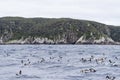 Cape Petrel, Daption capense australe Royalty Free Stock Photo