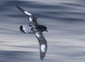 Cape Petrel, Daption capense australe