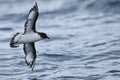 Cape Petrel, Daption capense, in flight