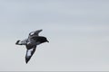 Cape Petrel, Daption capense, flying