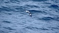 Cape petrel in Antarctica