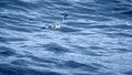 Cape petrel in Antarctica