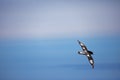 Cape petrel and blue sky, marine bird of New Zealand