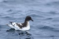 Cape Petrel, Daption capense, on ocean