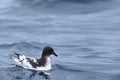 Cape Petrel, Daption capense, on sea