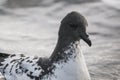 Cape petrel , Deception Island, Royalty Free Stock Photo