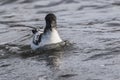 Cape petrel , Deception Island, Royalty Free Stock Photo