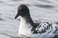Cape petrel , Deception Island, Royalty Free Stock Photo