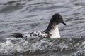 Cape petrel , Deception Island, Royalty Free Stock Photo