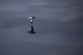 Cape petrel, Drake Passage, Antarctic