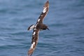 Cape petrel in flight, marine bird of New Zealand