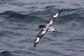 Cape Petrel, Kaapse Stormvogel, Daption capense