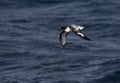 Cape Petrel, Kaapse Stormvogel, Daption capense