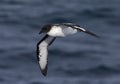 Cape Petrel, Kaapse Stormvogel, Daption capense