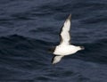 Cape Petrel, Kaapse Stormvogel, Daption capense