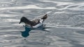 Cape Petrel, Kaikoura, New Zealand