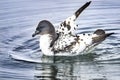 Cape Petrel Pintado Paradise Bay Skintorp Cove Antarctica