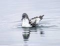 Cape Petrel Pintado Paradise Bay Skintorp Cove Antarctica Royalty Free Stock Photo