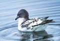 Cape Petrel Pintado Paradise Bay Skintorp Cove Antarctica Royalty Free Stock Photo