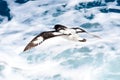 Cape petrel or pintado Royalty Free Stock Photo