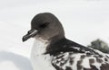 Cape Petrel portrait. Royalty Free Stock Photo